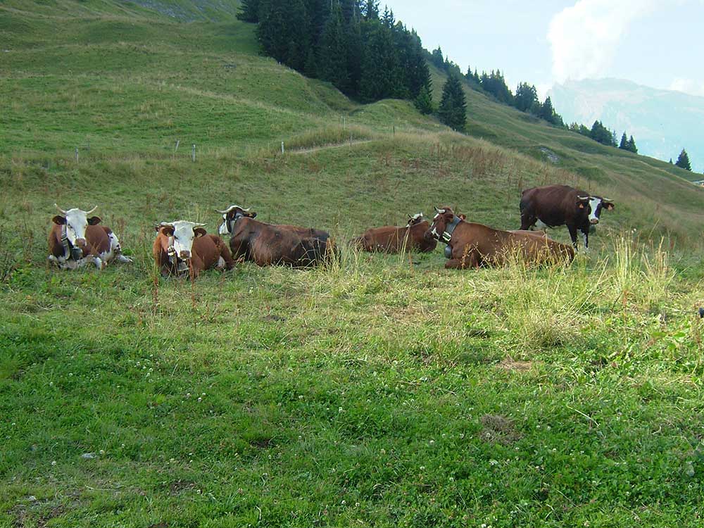 pâturages de Saint-Nicolas
